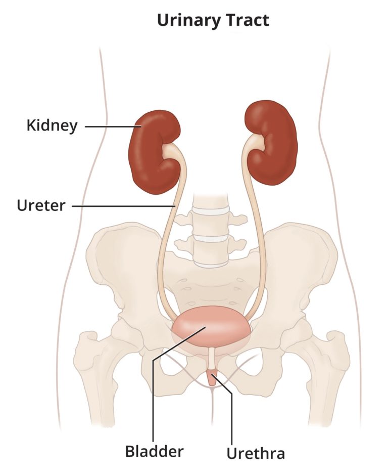 Symptoms & Causes of Bladder Infection in Adults FrontlineER Dallas